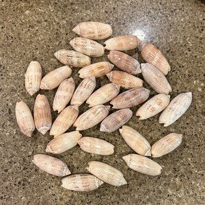 Natural Olive Shell Mix - Beige & Light Brown Decorative Seashells